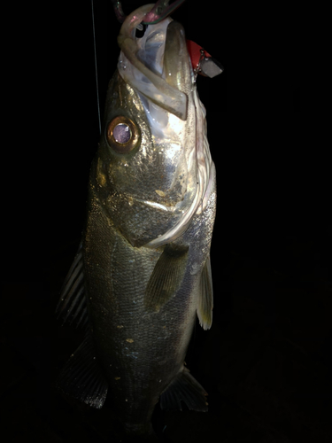 セイゴ（タイリクスズキ）の釣果