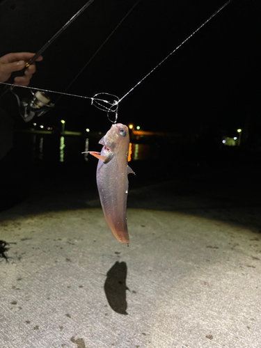 ドンコの釣果