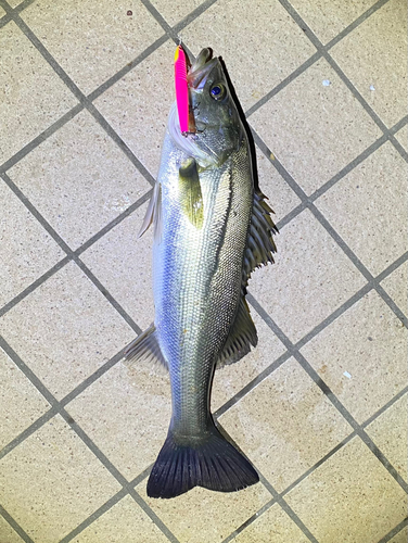 シーバスの釣果