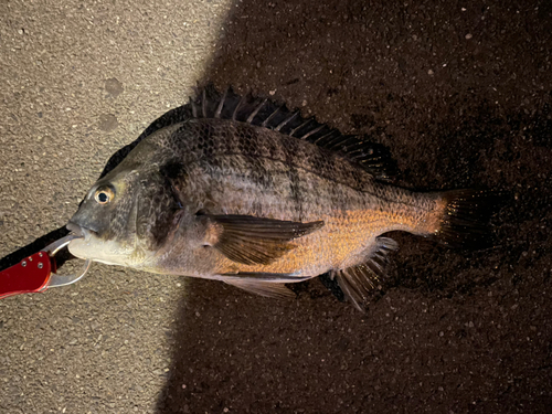 チヌの釣果