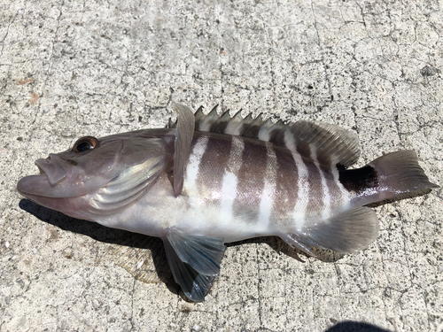 マハタの釣果