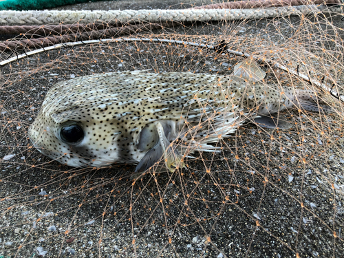 ネズミフグの釣果