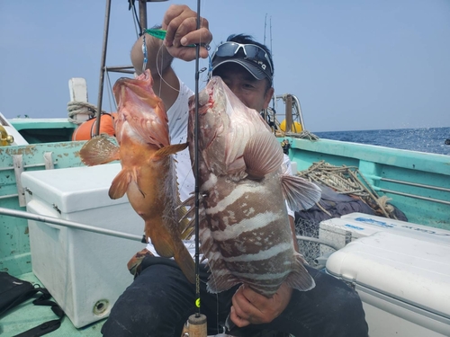 マハタの釣果