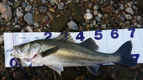 シーバスの釣果