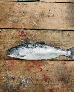 カラフトマスの釣果