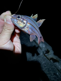 ネンブツダイの釣果