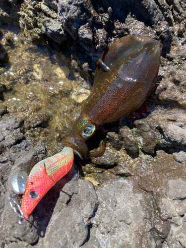 アオリイカの釣果