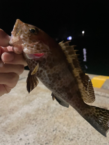 オオモンハタの釣果