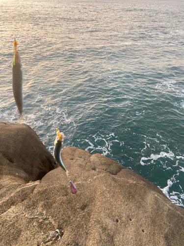 マサバの釣果