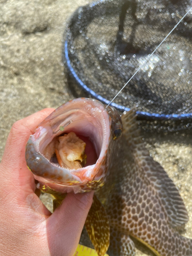 オオモンハタの釣果