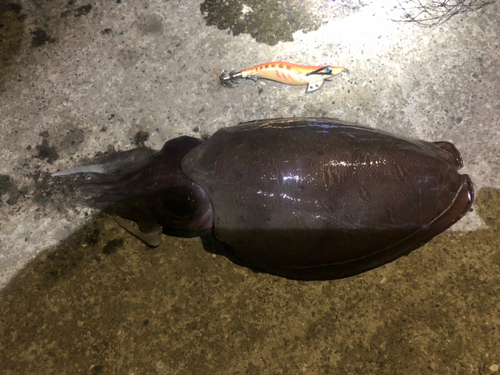 モンゴウイカの釣果