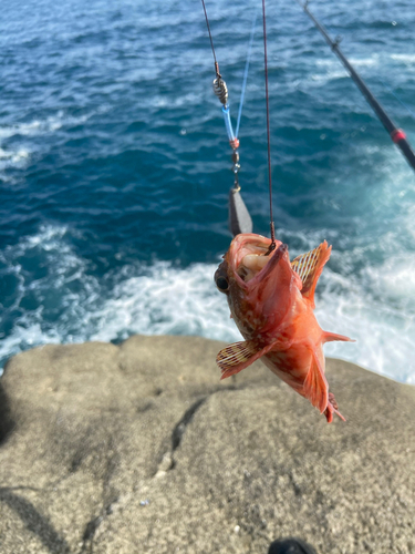 ガシラの釣果