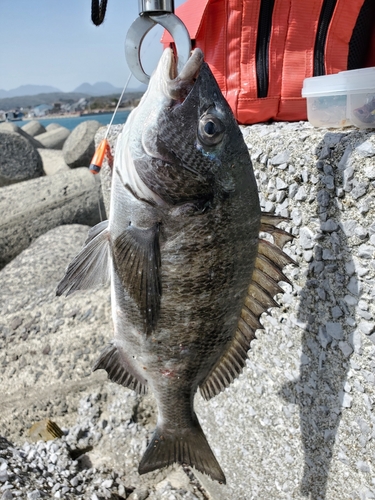 チヌの釣果