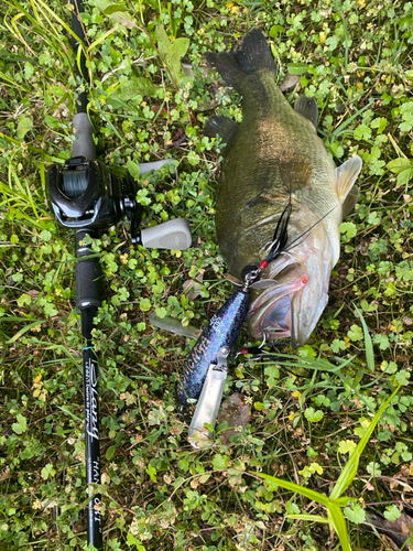 ブラックバスの釣果