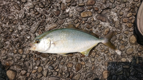 イナダの釣果