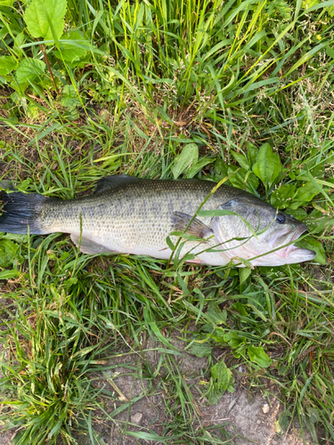 ブラックバスの釣果