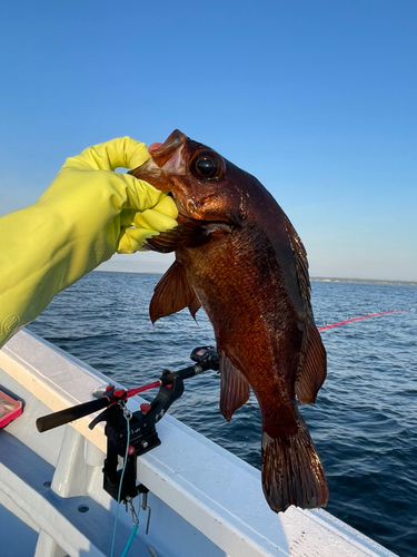 クロメバルの釣果