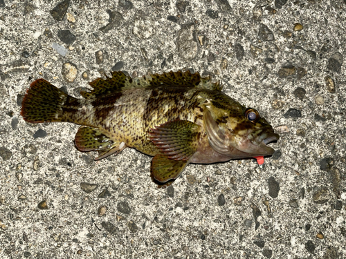 クロメバルの釣果