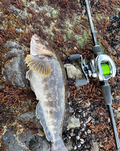 アイナメの釣果