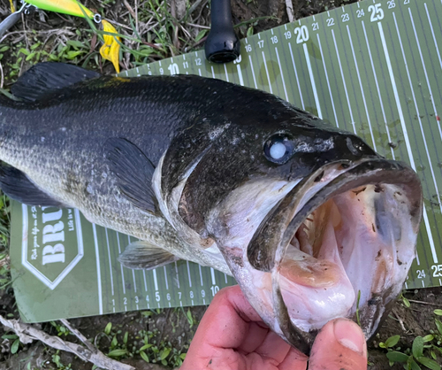 ブラックバスの釣果