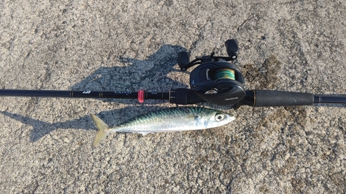 サバの釣果