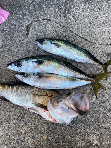 サバの釣果