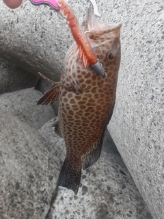 オオモンハタの釣果