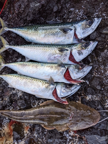 サバの釣果