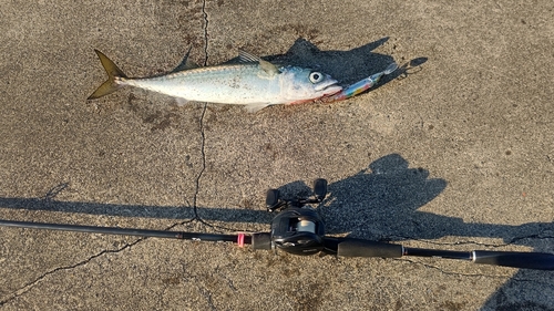 サバの釣果