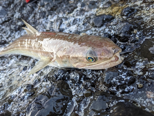 エソの釣果