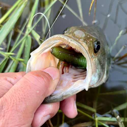 ブラックバスの釣果