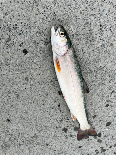 アメマスの釣果