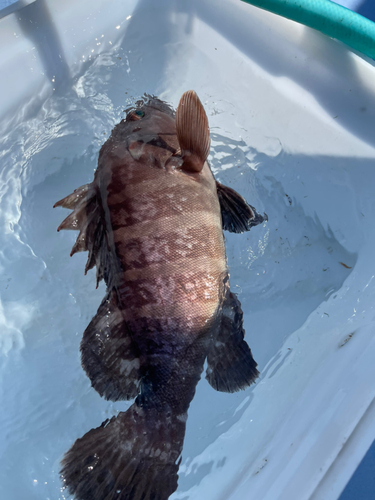 マハタの釣果