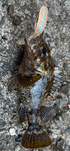 ソイの釣果