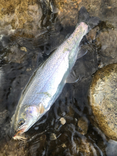 ニジマスの釣果