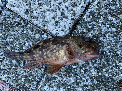 アラカブの釣果