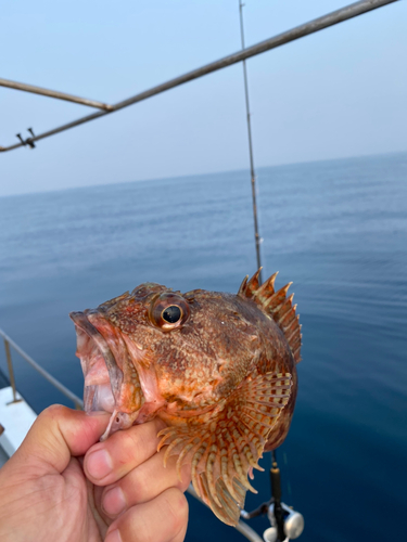 アラカブの釣果