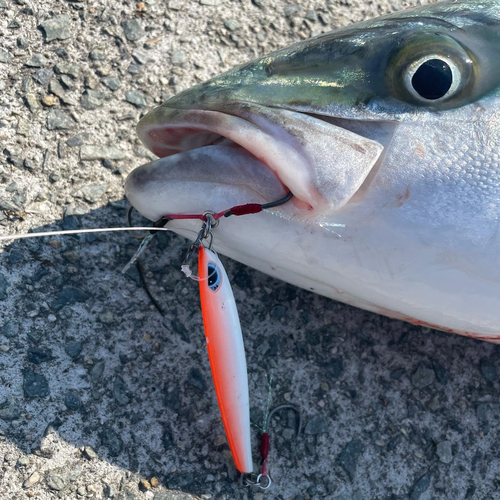 ブリの釣果