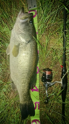 ブラックバスの釣果