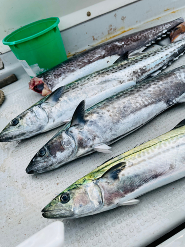 サワラの釣果