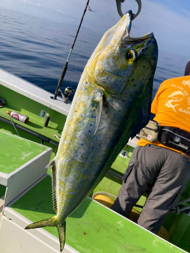 シイラの釣果