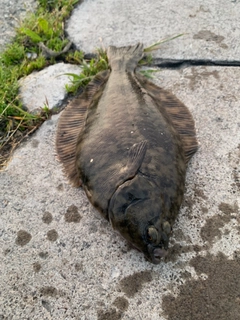 クロガシラガレイの釣果