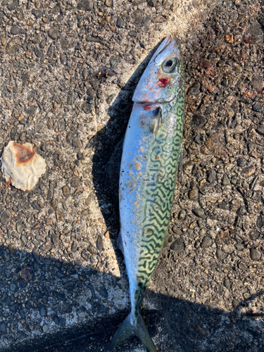 ゴマサバの釣果