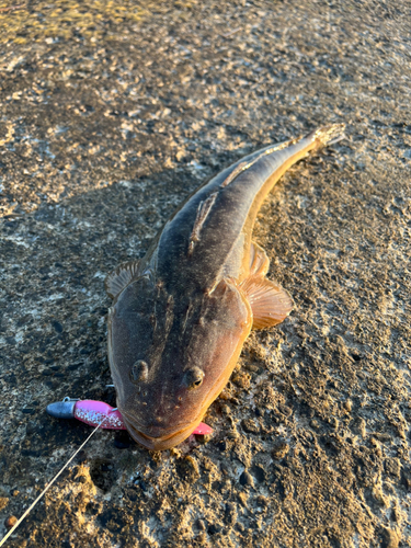 マゴチの釣果