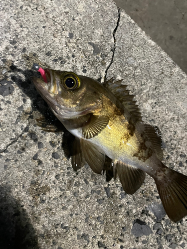 メバルの釣果