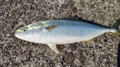 イナダの釣果