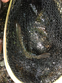 イワナの釣果