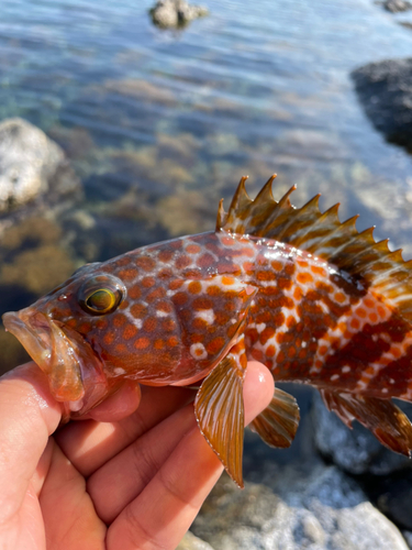 アコウの釣果