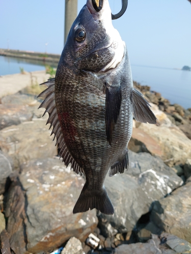 チヌの釣果