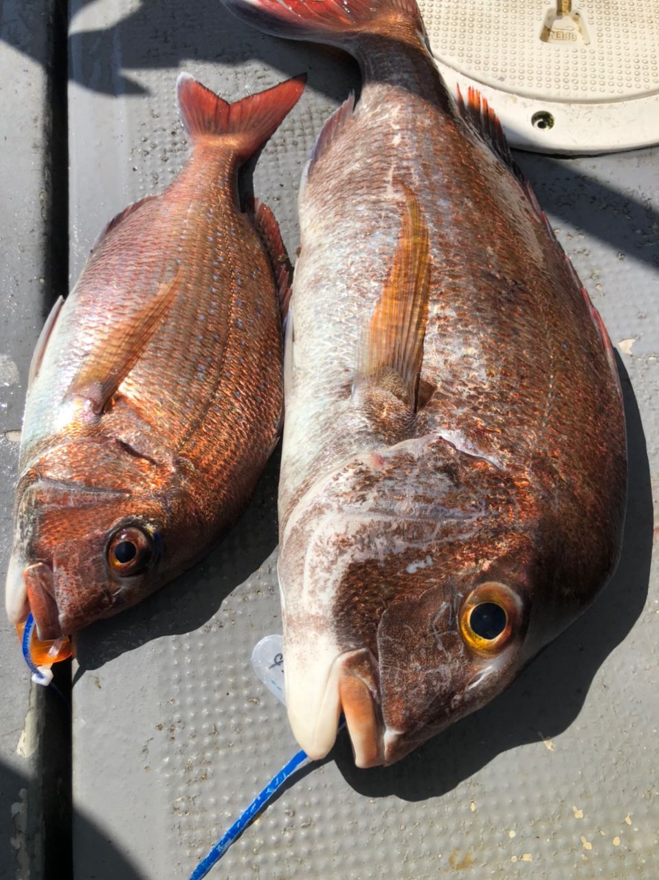 はなたれさんの釣果 3枚目の画像